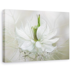 Tablou canvas - Nigella, Floare, Delicata, 60 x 90 cm