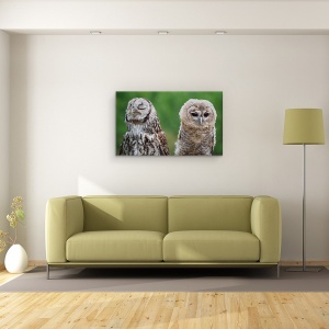 Tablou canvas - Nu Mai Vorbesc Cu Tine, Rosiatic, Bufnita, Pasare, Umor, Vila, 50 x 80 cm - Img 2