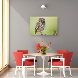 Tablou canvas - Observatorul, Bufnita, Pasare, Look, Salbatic, Natura, 40 x 60 cm - Img 4