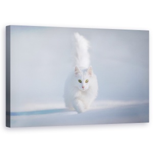 Tablou canvas - Ochi Galbeni, Pisica, Zapada, Alb, Pet, Animal, 50 x 80 cm
