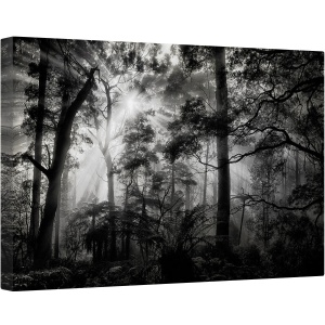 Tablou canvas - Padure, Usor, Soare, Alb-Negru, Intunecos, 80 x 120 cm