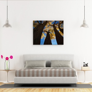 Tablou canvas - Paduri De Bumbac, Zion, Utah, Us, Copaci, Parcul National Zion, 60 x 75 cm - Img 3