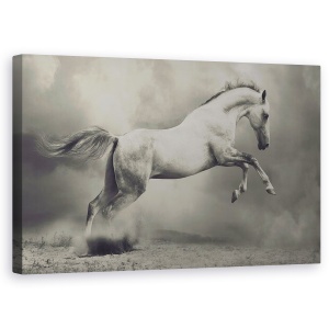 Tablou canvas - Parical, Cal, Animal, Salt, 50 x 80 cm