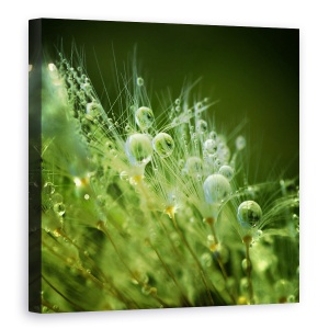 Tablou canvas - Perlele Diminetii, Roua, Dimineata, Perle, Pana, Perla, 60 x 60 cm