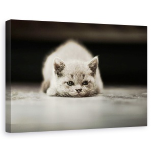 Tablou canvas - Phillip, Adorabil, Animal, Pisica, Dragut, Pufos, 60 x 90 cm