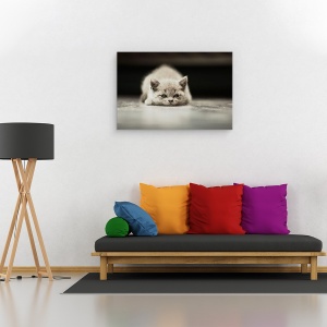 Tablou canvas - Phillip, Adorabil, Animal, Pisica, Dragut, Pufos, 80 x 120 cm - Img 2