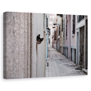 Tablou canvas - Pisica Din Strada, Arunca O Privire, Animal, Pet, Alee, 80 x 120 cm
