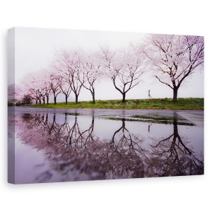 Tablou canvas - Ploaie De Primavara, Cirese, Inflorit, Copaci, Alee, Reflectie, 40 x 60 cm