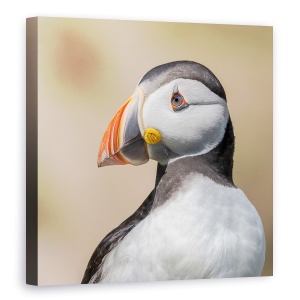 Tablou canvas - Portret, Animale, Pasari, Puffin, Insula Saltee, 60 x 60 cm