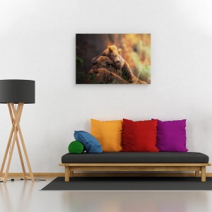 Tablou canvas - Portret de Urs, Urs, Stanca, Grizzly, Portret, Padure, Cantabria, 40 x 60 cm - Img 2