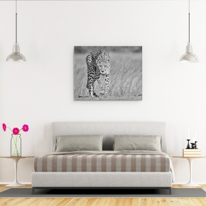 Tablou canvas - Predator Concentrat, Ghepard, Tulpina, Africa, Safari, Alb-Negru, 60 x 75 cm - Img 3