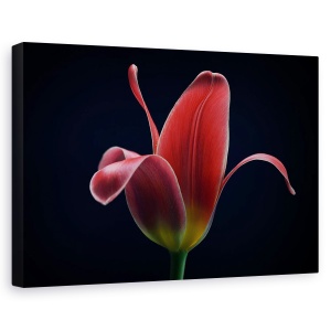 Tablou canvas - Prima Lalea, Floare, Natura Moarta, Rosu, 60 x 90 cm