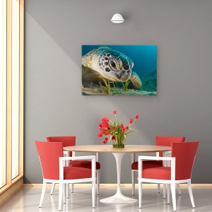 Tablou canvas - Priveste, Testoasa, Sub Apa, Aproape, Adanc, 60 x 90 cm - Img 4