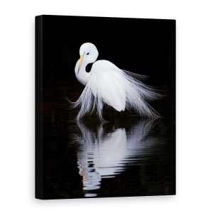 Tablou canvas - Privind, Pasare, Alb, Contrast, Reflectie, Animal, 50 x 70 cm