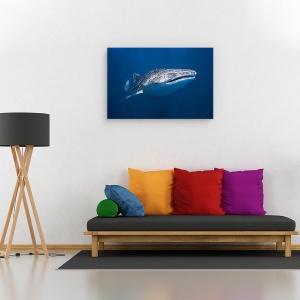 Tablou canvas - Rechin, Balena, Sub Apa, Peste, Madagascar, 80 x 120 cm - Img 2