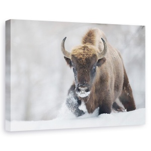 Tablou canvas - Rewilded, Bizon, Iarna, Salbatic, Natura, 40 x 60 cm