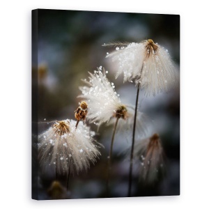 Tablou canvas - Rochia Cea Noua, Canada, Bumbac, Flori De Bumbac, Floare, 40 x 50 cm