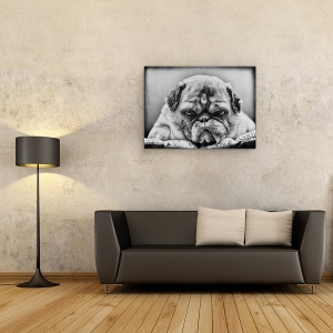 Tablou Canvas - Seful, Animal, Alb-Negru, Bulldog, Caine, 60 x 80 cm - Img 2