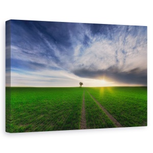 Tablou canvas - Singuratic In Soare, Soare, Verde, Campuri, Gol, 40 x 60 cm