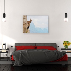 Tablou canvas - Suspans, Ibex, Munte, Italia, Capra, 40 x 60 cm - Img 3