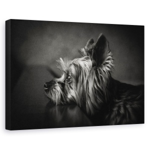Tablou canvas - Te-Am Asteptat, Caine, Asteptand, Alb-Negru, Pet, Animal, 60 x 90 cm