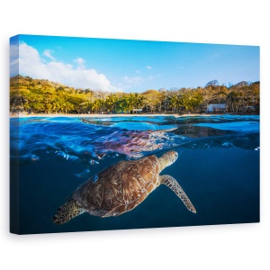 Tablou canvas - Testoasa Verde - Testoasa De Mare, Sub Apa, Calatorie, 40 x 60 cm