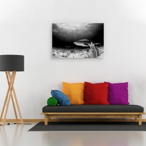 Tablou canvas - Tigrul Negru, Sub Apa, Rechin, Alb-Negru, Lumina, 60 x 90 cm - Img 2