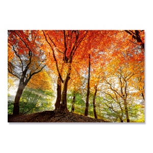 Tablou Canvas - Toamna in padure, 80 x 120 cm