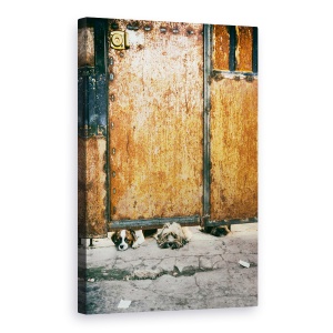 Tablou canvas - Trei Caini Tristi, Caini, Strada, Usa, Rugina, In Aer Liber, 60 x 90 cm