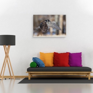 Tablou canvas - Vanatoarea De Bufnite De Nord, Zapada, Iarna, Vanatoare, Canada, 80 x 120 cm - Img 2