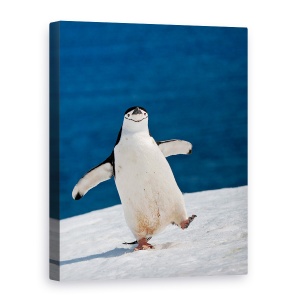 Tablou canvas - Viata E Frumoasa, Natura, Zapada, Albastru, Pinguin, Antarctica, 60 x 80 cm