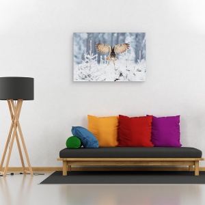 Tablou canvas - Vultur-Bufnita, Bufnita Vultur, Bufnita, Aripi, Zburand, Zbor, 60 x 90 cm - Img 2