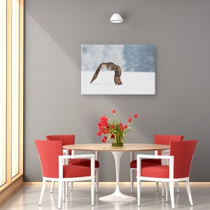 Tablou canvas - Vultur-Bufnita, Natura, Salbatic, Pasare, Bufnita, Zbor, 60 x 90 cm - Img 4
