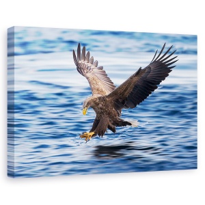 Tablou canvas - Vultur Cu Coada Alba, Aterizare, Teren, Scufundare, 80 x 120 cm