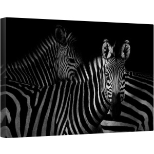 Tablou canvas - Zebra, Zebre, Animal, Intunecos, 80 x 120 cm