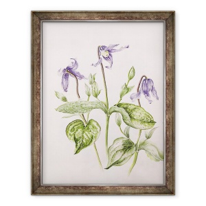 Tablou inramat - Alison Cooper - Clematis Integrifolia, 70 x 90 cm
