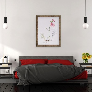 Tablou inramat - Alison Cooper - Varietate veche de Dianthus, 60 x 80 cm - Img 3