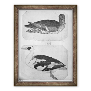 Tablou inramat - Antonio Pisanello - Ducks, de pe albumul Vallardi stilou, 60 x 80 cm