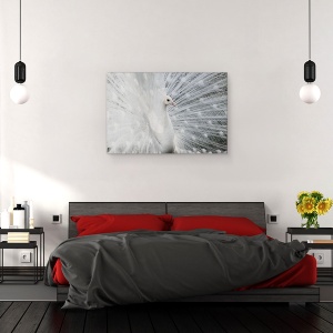 Tablou canvas - Alba Ca Zapada, Paun, Pasare, Animal, Salbatic, 60 x 90 cm - Img 3