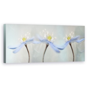 Tablou canvas - Anemone Dansatoare, Moale, Vara, Trio, 30 x 90 cm