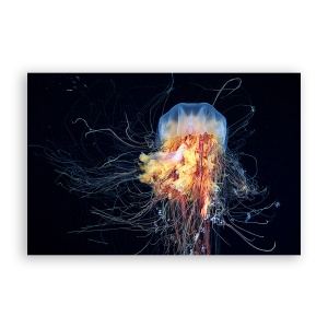 Tablou Canvas - Animal, Mare, Meduza, 60 x 90 cm
