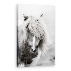 Tablou canvas - Animale, Cal, Natura, Alb-Negru, 60 x 90 cm