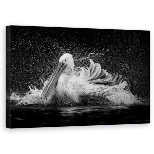 Tablou canvas - Baie, Pelican, Pasare, Baie, Apa, Alb-Negru, 50 x 80 cm