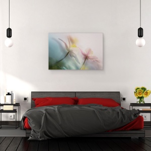 Tablou canvas - Bland, Bosanemoon, Floare, Moale, Anemone, Nemorosa, 40 x 60 cm - Img 3