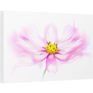 Tablou canvas - Briza, Floare, Roz, Prim-Plan, 80 x 120 cm