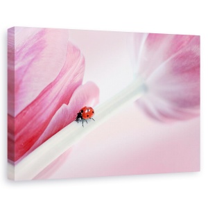 Tablou canvas - Buburuza, Flori, Roz, Lalea, 60 x 90 cm