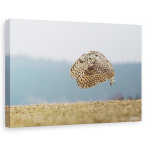 Tablou canvas - Bufnita De Virginia, Look, Ochi, Zbor, Zbor, Zburand, 60 x 90 cm