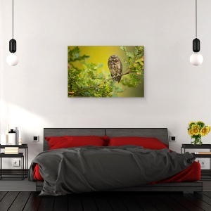 Tablou canvas - Bufnita, Pasare, Salbatic, Salbatic, 40 x 60 cm - Img 3