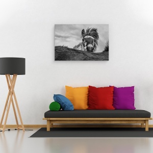 Tablou canvas - Buna, Islanda, Animale, Cai, Fata, Furtun, 40 x 60 cm - Img 2