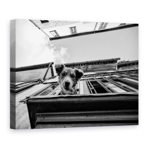 Tablou canvas - Caine, Strada, Caine, Fata, Perspectiva, Caini, 60 x 80 cm
